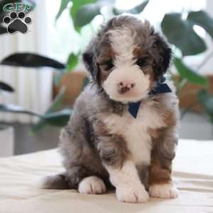 Jake, Mini Bernedoodle Puppy